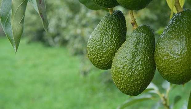 The huge demand has resulted in an upswing in production of avocado trees at New Zealand's two major nurseries.