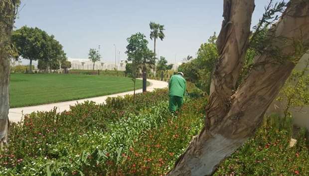 Plants being maintained at a garden in Al Sheehaniya Municipality