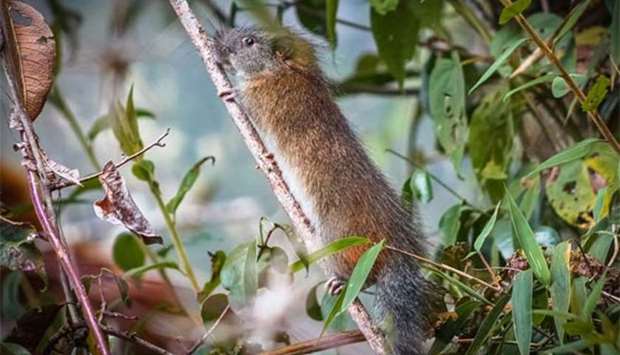 A rare species of rodent commonly called ,bamboo rat, is seen in the woodlands surrounding the historic sanctuary of Machu Picchu, in Cusco, Peru.