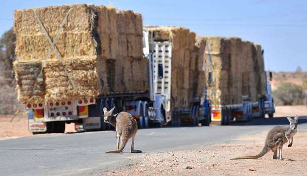 Kangaroos can be seen standing near parked trucks loaded with hay on the outskirts of the western New South Wales town of White Cliffs
