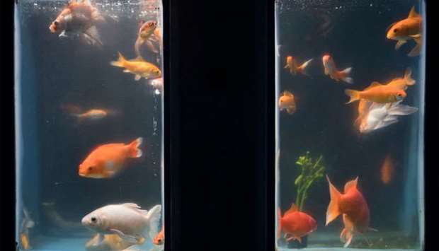abandoned by individual keepers goldfish during quarantine at the Aquarium in Paris