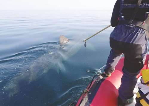 This undated handout picture obtained on August 7 from the APECS shows a scientist trying to attach a tracking device for the APECSu2019s Pelargos programme to the fin of a basking shark.