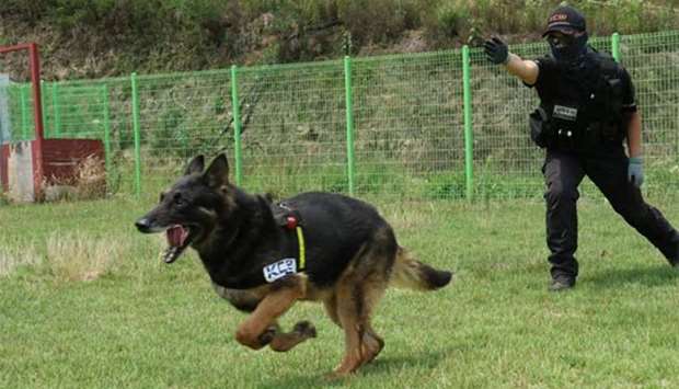 Police dog handler Ahn Seong-heon is seen with Larry, a seven-year-old German shepherd police dog, killed in the line of duty by a snake.