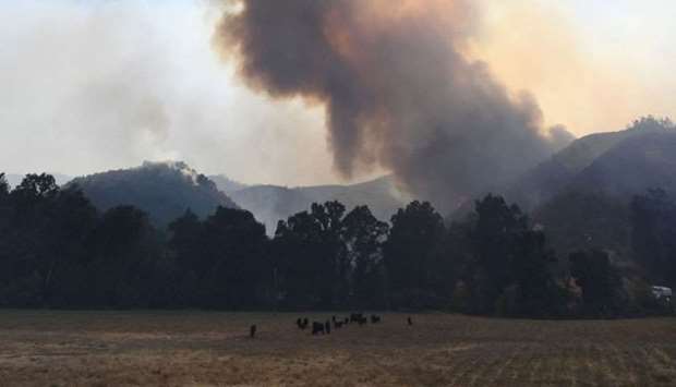 A herd of cows stand in the path of wind swept flames from the River fire as it again threatens the town of Lakeport, California