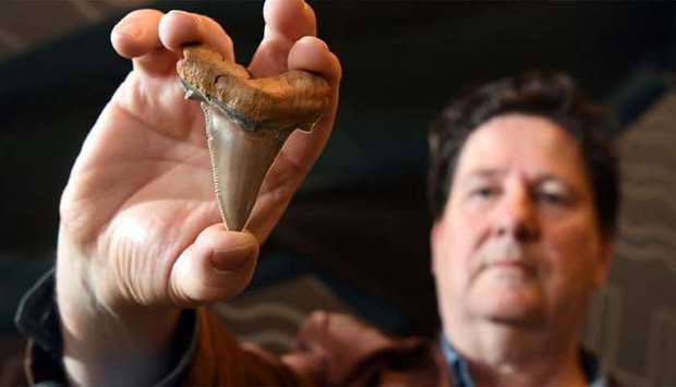 Fossil enthusiast Philip Mullaly holds a giant shark tooth