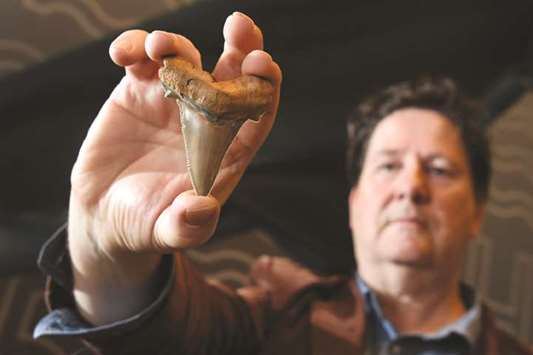Fossil enthusiast Philip Mullaly holds a giant shark tooth.