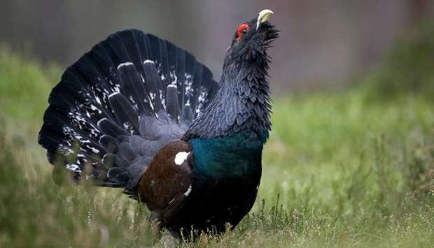 A capercaillie bird. File picture