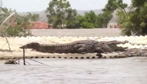 A crocodile lies on the roof of a submerged house during a flood in Belgaum, Karnataka, in this still image taken from a video.