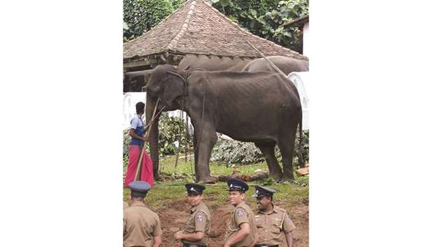 Elephant Tikiri, 70, stands at the Temple of the Tooth in the central city of Kandy, where she was brought to attend an annual pageant.