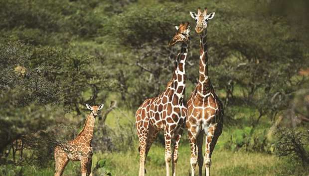 Reticulated sub-species of giraffe photographed at the Loisaba conservancy in Laikipia, Kenya.