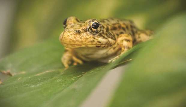 LIVING ON THE EDGE: Since the 1960s, nonnative trout, bullfrogs and crayfish have decimated these frogs. So have wildfires, extreme weather and hotter stream temperatures linked to climate change. With skin as permeable as a sponge, the frog is also highly susceptible to a skin fungus linked to amphibians vanishing around the world.