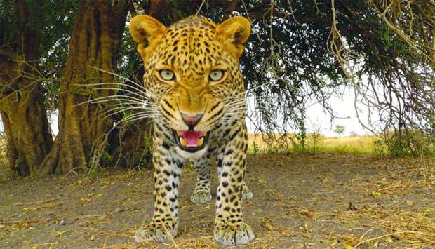 BBC Earth wildlife series 'Serengeti' will be shown on beIN