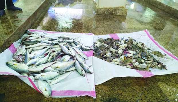 Rotten fish and crab seized from Al-Wakrah fish market