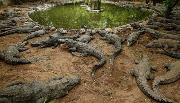 Crocodiles rest in their enclosure at the Madras Crocodile Bank, closed due to the outbreak of coronavirus disease (COVID-19), in Mahabalipuram, India