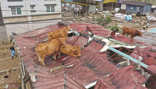 Cows stranded on a rooftop after seeking refuge there during heavy flooding only to be stranded once the floodwaters receded.