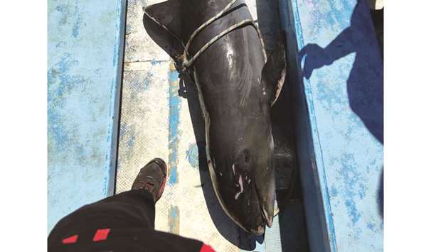 Right: A dead dolphin is seen on a boat as it is brought to the marine fish farm of Mahebourg, Mauritius.