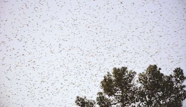 Locusts are seen in the skies over a farm.