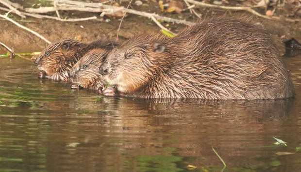 A female beaver with kits is pictured at the River Otter in Devon.