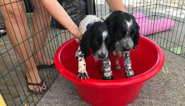 A volunteer cools down a puppy at a makeshift shelter in Athens, where the animals injured in the wildfires are treated.
