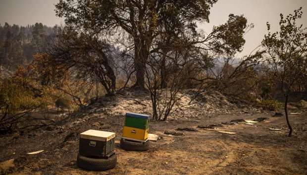 This picture shows two remaining beehives among burnt ones near the Village of Voutas.