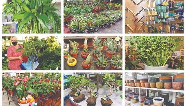 Plant nurseries offer an array of indoor and outdoor plants, as well as gardening items, tools, and equipment. Apart from plants, ceramic pots of various sizes, colours, and designs are also in high demand in Qatar as they serve as aesthetic decors at home. PICTURES: Shaji Kayamkulam.