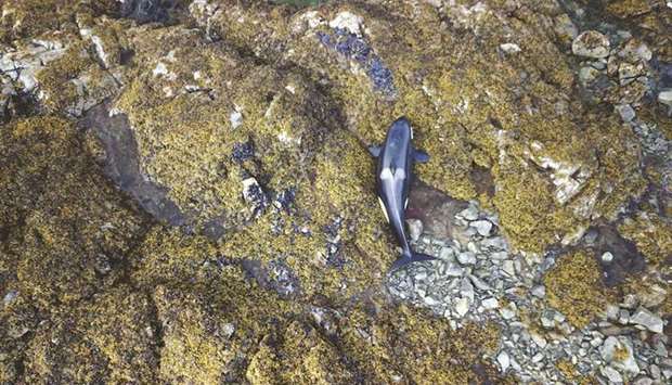 This photo obtained yesterday courtesy of the National Oceanic and Atmospheric Administration (NOAA) Fisheries shows a live killer whale (orca) stranded on shore rocks in the vicinity of Prince of Wales Island, Alaska.