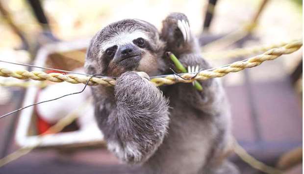 Pipote, a brown-throated sloth baby, rescued by Juan Carlos Rodriguez and his wife Haydee when they found it on a road after it fell from a tree, clings on a a rope,  at the coupleu2019s shelter for sloths, in San Antonio, Venezuela.