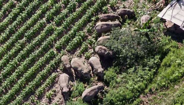 The migrating herd of wild Asian elephants in southwest China's Yunnan province on July 13. AFP/Yunnan Forest Brigade