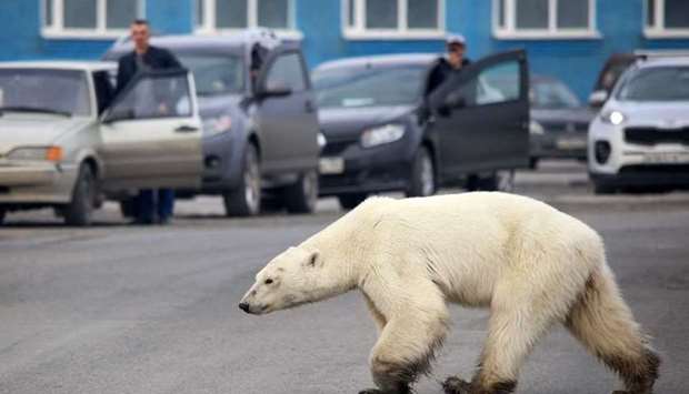 A stray polar bear walks on a road on the outskirts of the Russian industrial city of Norilsk, June 17, 2019. Rising global temperature, rising sea levels, intensification of extreme events... The publication of the report of the Intergovernmental Panel on Climate Change (IPCC) is scheduled on August 9. PHOTO: AFP/Zapolyarnaya Pravda newspaper/Irina Yarinskaya
