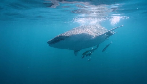 Whale sharks excursions have become increasingly popular in Qatar.  PICTURES VisitQatar
