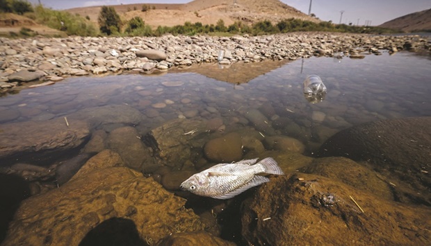 A picture shows a dead fish at Al Massira dam.