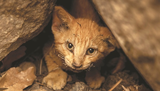 A kitten with singed whiskers seeks refuge between rocks in the Klamath National Forest, northwest of Yreka, California.