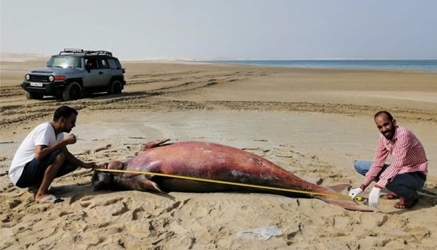 Experts taking measurements of the dead sea cow