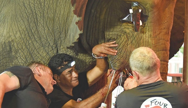 Veterinariansu2019 team from Four Paws International treats the elephant Madhubalau2019s swollen tusk at Karachi Zoological Garden in Karachi yesterday. (AFP)