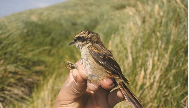 The newly identified bird, named Subantartico rayadito.