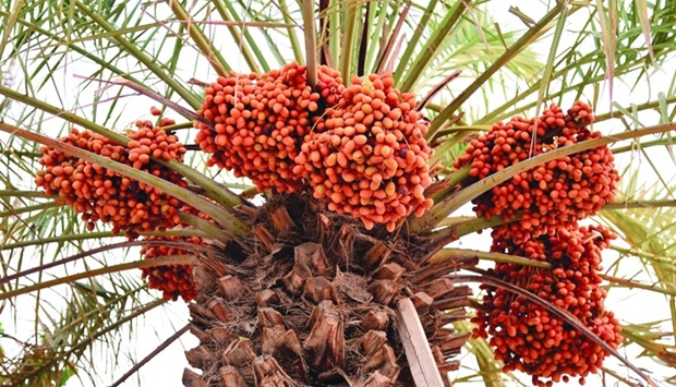 A variety of local dates are available at the festival. Ripening bunches of dates are seen on a palm in Doha's Al Hilal area Friday. PICTURE: Shaji Kayamkulam.