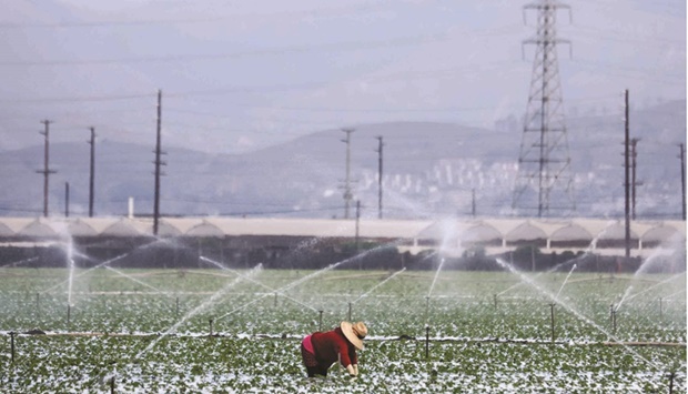 A farm worker in a strawberry field amid drought conditions near Ventura, California.