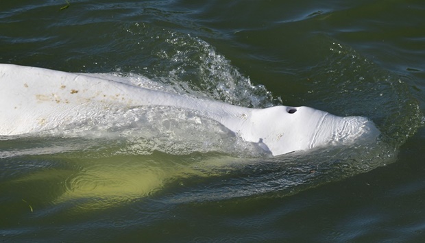 A beluga whale is seen swimming up the Seine river, near a lock in Courcelles-sur-Seine, western France. (AFP)