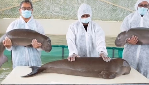 MoECC specialists with the three rescued baby dugongs