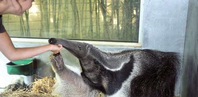 An eight-year-old giant anteater, Juanita at the Sables-du2019Olonneu2019s zoo, western France.