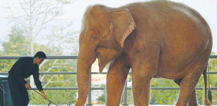 File photo shows a white elephant being fed grass at a zoo in Naypyidaw, Myanmar.