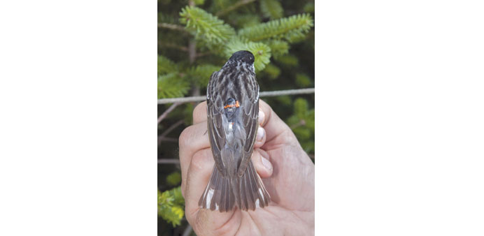 A blackpoll warbler is seen fitted with a miniaturised light-sensing geolocator on its back that enables researchers to track the birdsu2019 exact migrati