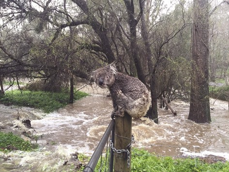 The soaked koala sits atop a fence post to escape the deluge in the town of Stirling, in the Adelaide Hills of South Australia, in this picture taken on Wednesday.