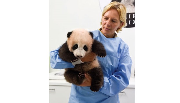 Zookeeper Tania Stroobant holds three-month-old baby panda Tian Bao during a press conference on the name of the animal at the Pairi Daiza animal park in Brugelette.
