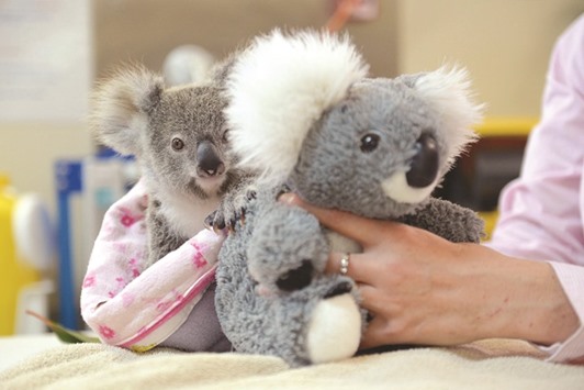 Shayne, a nine-month-old orphaned baby koala, has found solace cuddling a fluffy toy koala in the absence of his dead mum.