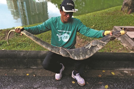 A park worker holds a monitor lizard at Lumpini park in Bangkok, Thailand yesterday.
