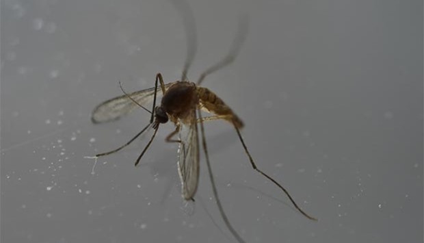 Tests have found the Zika virus in mosquitoes from Miami.