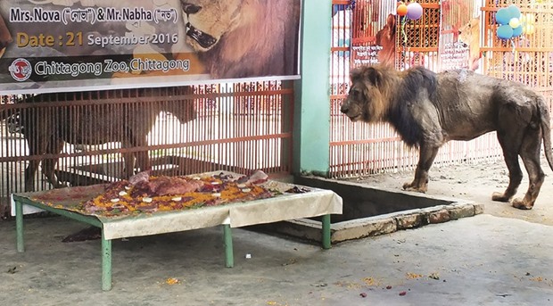 Lion Nabha and lioness Nova at Chittagong zoo.