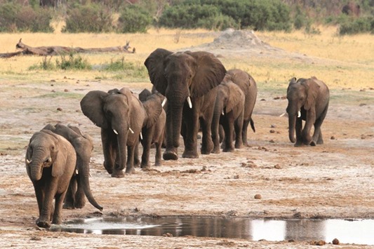 A herd of elephants walking past a watering hole in Hwange National Park, Zimbabwe. Africa may have held more than 20mn elephants prior to European colonisation, and 1mn as recently as the 1970s. But the 18 African countries covered by a census now only contain about 350,000 savannah elephants.