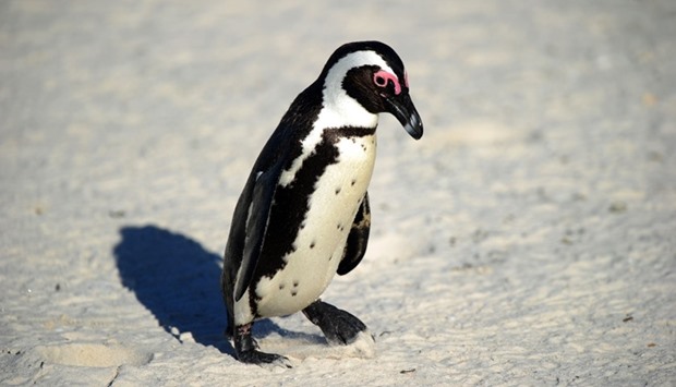 This file photo taken on July 4, 2010 shows an African penguin (Spheniscus demersus), also known as Black-footed Penguin, at Table Mountain National Park between Simon's Town and Cape Point, near Cape Town, in South Africa